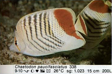 Chaetodon paucifasciatus